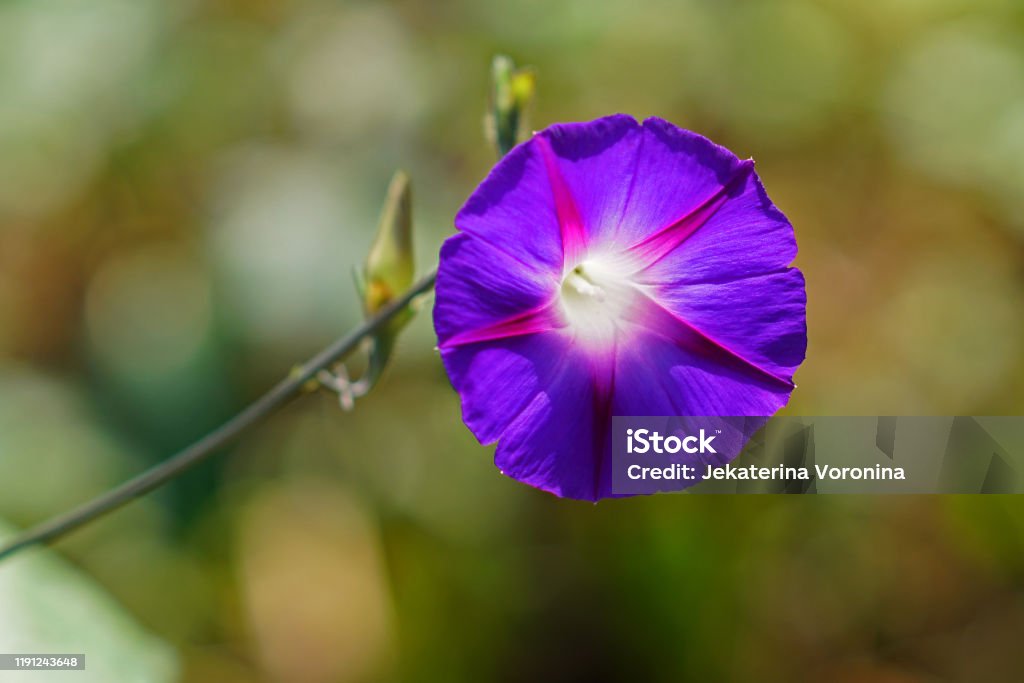 Ipomea Una Planta Trepadora Con Flores Moradas En Forma De Campana Foto de stock y más banco de imágenes de Agresión - iStock Ipomea Una Planta Trepadora Con Flores Moradas En Forma De Campana Foto de stock y más banco de imágenes de Agresión - iStock