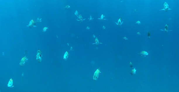 istock Parrotfish swimming towards camera underwater 1191243724
