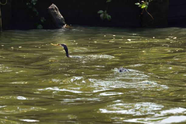 istock Cormorant surfaces with its food 1191243958