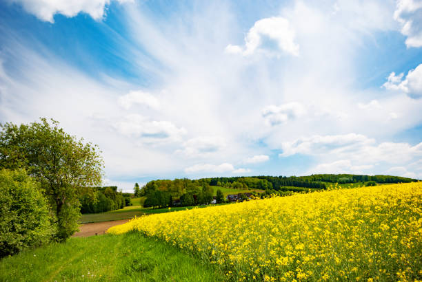 istock Harvest ready canola field under blue cloudy sky sunny day 1191246283