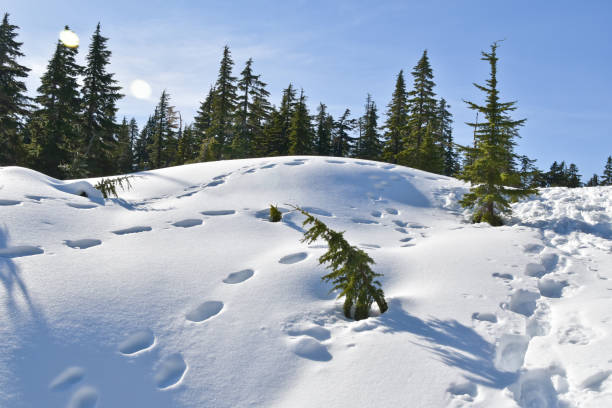istock Snowshoeing at eagle bluff in west Vancouver, BC 1191246341