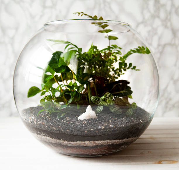 istock Garden terrarium bottle. forest in a jar. 1191248988