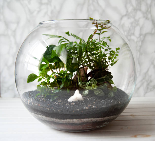 istock Garden terrarium bottle. forest in a jar. 1191248991