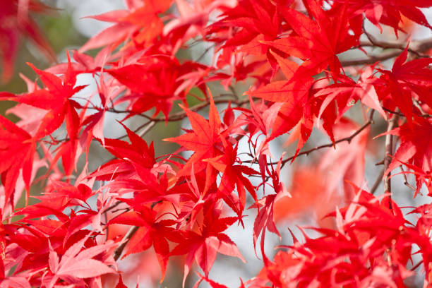 Japanese Maple Leaves, autumn stock photo