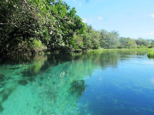 Bonito snorkeling River in bonito mato grosso do sul brazil bonito brazil stock pictures, royalty-free photos & images