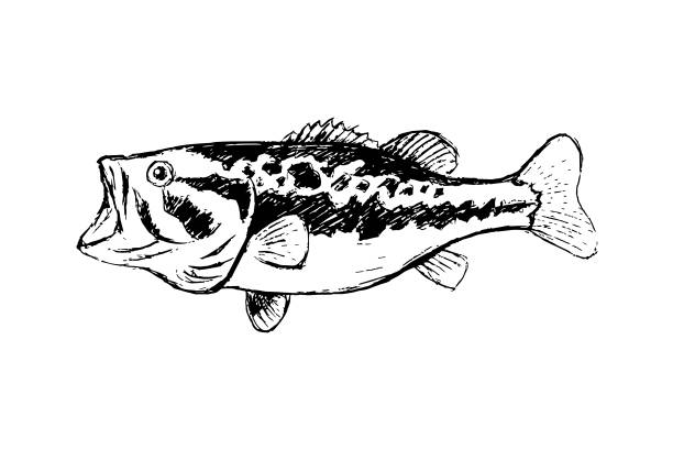 Bass fish line drawing style on white background. Design element for icon logo, label, emblem, sign, and brand mark.Vector illustration Bass fish line drawing style on white background. Design element for icon logo, label, emblem, sign, and brand mark.Vector illustration crappie stock illustrations