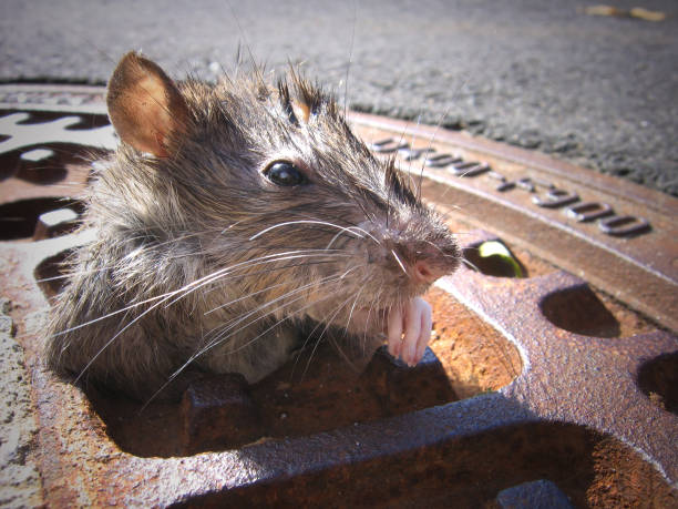 Rat - Looking Through A Metallic Gully Cover After Torrential Rain Rat - Looking Through A Gully Cover rat photos stock pictures, royalty-free photos & images