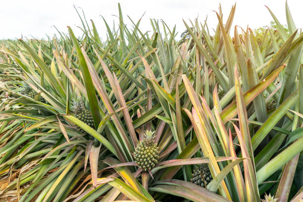 istock Pineapple fruit on the plantation farm 1191251678