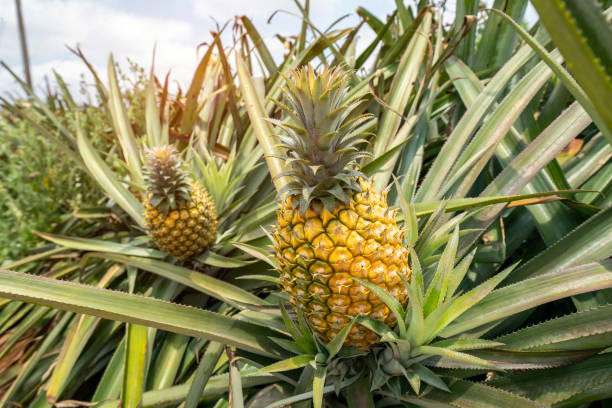 istock Pineapple fruit on the plantation farm 1191251686