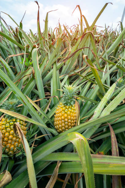 istock Pineapple fruit on the plantation farm 1191251729
