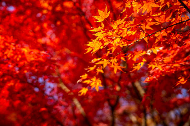 istock red and yellow autumn leaves 1191251966