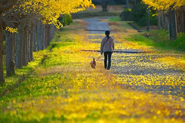 Dog-walking