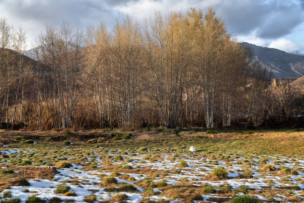 istock Africa morocco satin mountains snow in mountains 1191255651