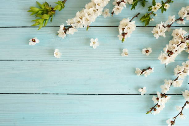 istock Spring flowers cherry blossom on blue wooden background top view. copy space. 1191255653