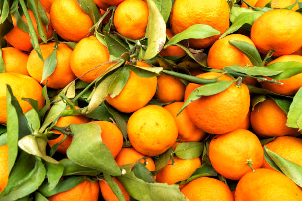 istock Africa morocco oranges grow among pollen trees 1191255927