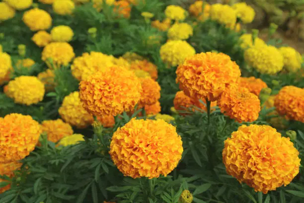 Vibrant Orange and Yellow Blooming Marigold Flowers Field