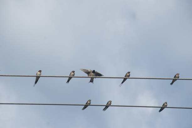 istock swallow bird on the wire 1191256697