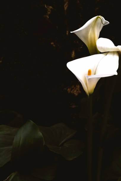 istock White Calla lilies on dark background. 1191256818