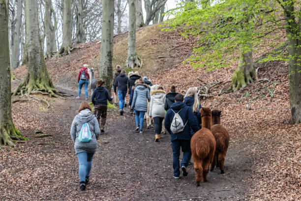 Alpaca hiking in the forest stock photo