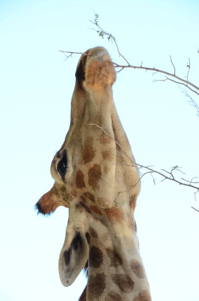 istock Giraffe stretched its neck to reach the branchlets 1191259108