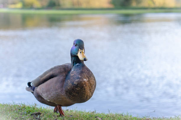istock Mallard duck in breeding plumage 1191260221