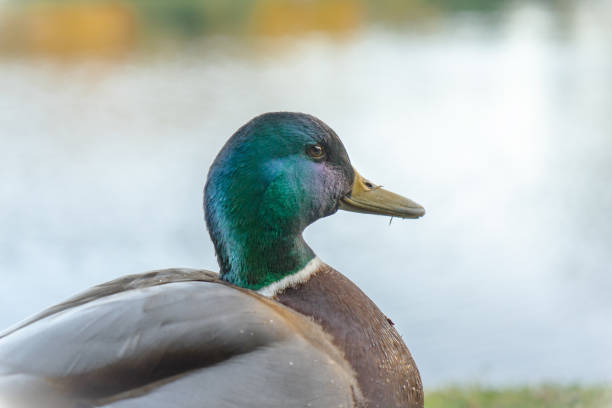 istock Male mallard duck 1191260234