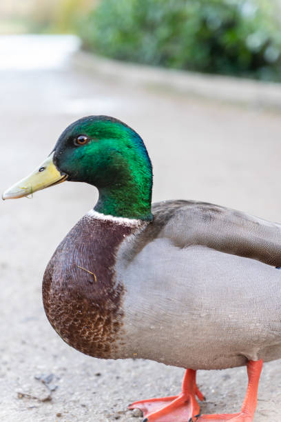 istock Male mallard duck 1191260262