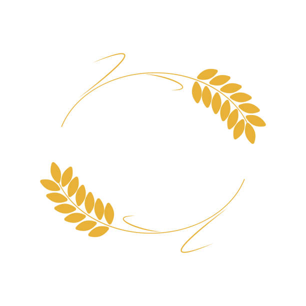 Wheat ears frame Wheat ears oval frame. Grain icon for agriculture or bakery. Vector illustration bread borders stock illustrations
