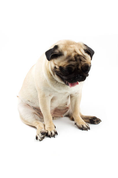 istock Cute pug dog looking innocent. Very sad dog isolated on white 1191262006