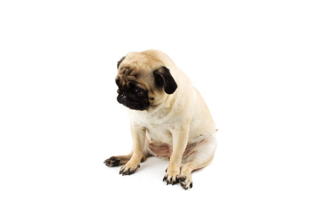 istock Cute pug dog looking innocent. Very sad dog isolated on white 1191262015