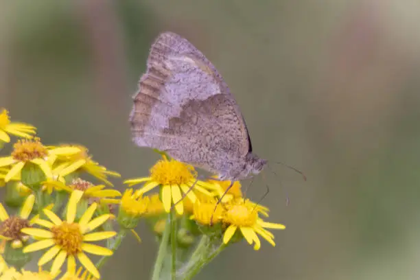 Meadow brown butterfly with closed wings sat on yellow dandelion flower.