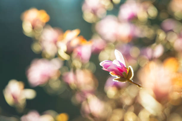 flor de magnolia rosa - tree magnolia vibrant color close up fotografías e imágenes de stock