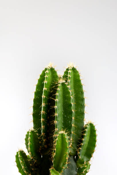 istock Cactus in close-up on white background 1191263088
