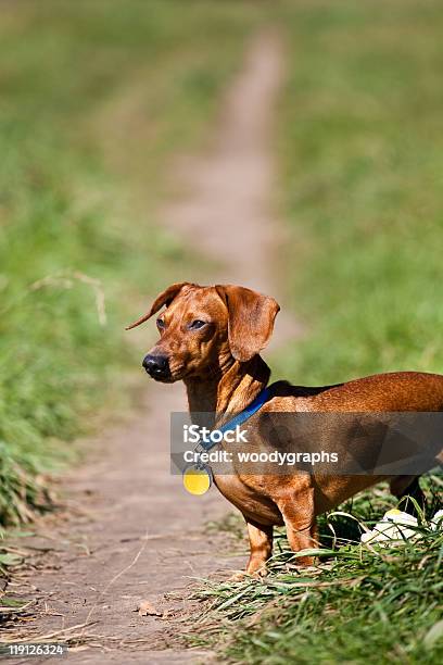 Miniature Dachshund Posing On Trail Stock Photo - Download Image Now - Animal, Blue, Close-up