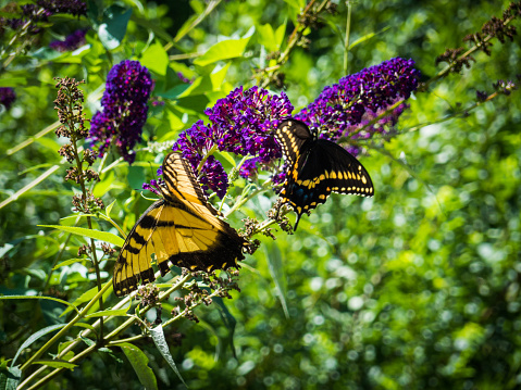 closeup of two yellow and black butterflies feeding on purple flowers nectar with meadow and other flowers in background. Shot at daylight on a sunny day.