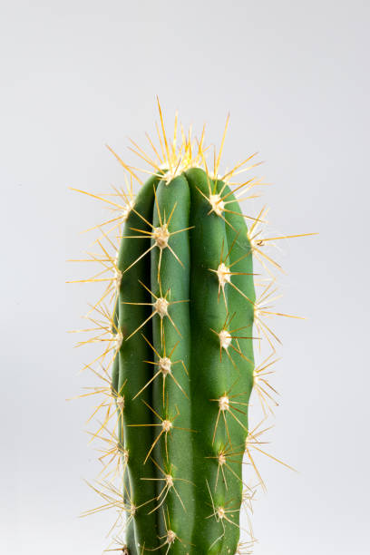 白い背景にクローズアップでサボテン - cactus thorns ストックフォトと画像