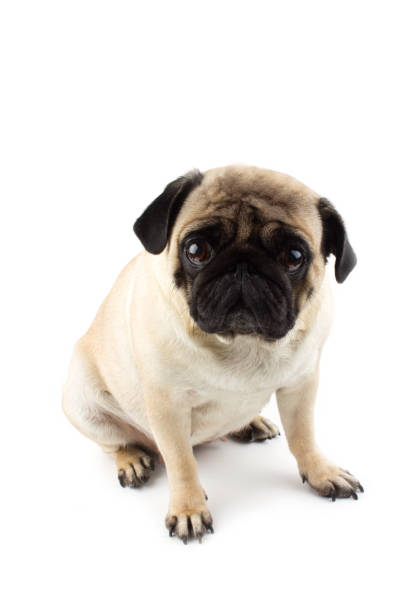 istock Cute pug dog looking innocent. Very sad dog isolated on white 1191264366