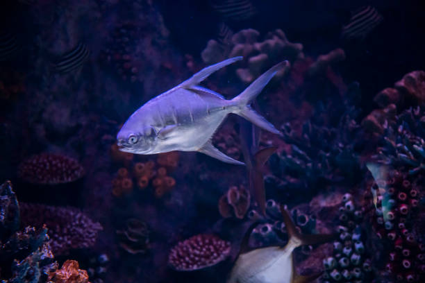 im zooaquarium leben wilde meerestiere im meer, meer, flüssen und seen - whitetip reef shark stock-fotos und bilder