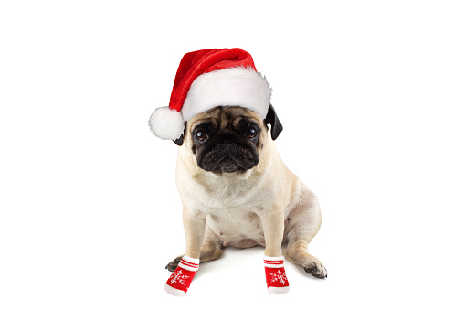 Sad innocent pug dog with red knitted christmas hat of a Santa.