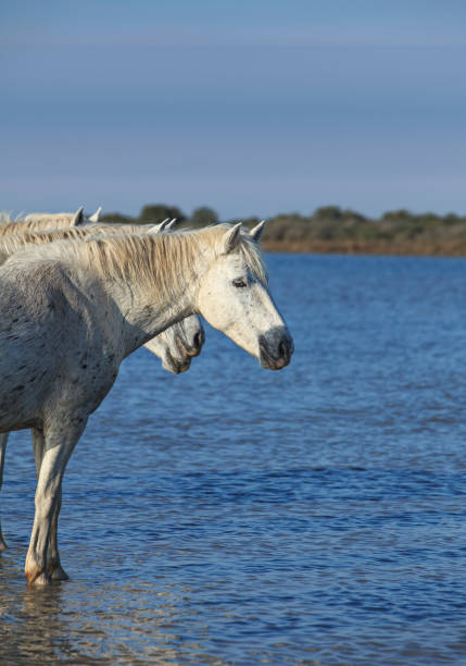 istock white horses  in the water 1191265676