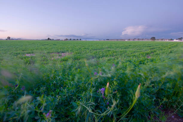 Midsummer alfalfa plants on a farm blowing in the wind under a late, purple, dusk sky.