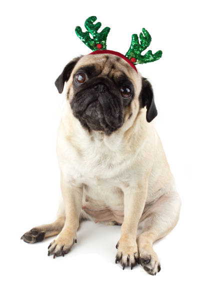 istock Sad innocent pug dog with Deer Antler Headband. Isolated 1191266785