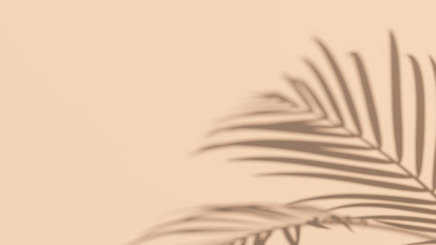 istock Tropical Leaves shadow on sand color background. Isolated palm tree foliage shadow flat lay minimal summer concept. 3d illustration 1191268442
