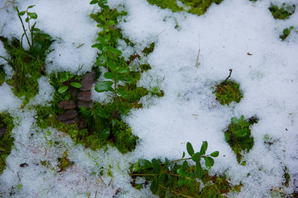 istock Green grass in the snow. Cold autumn. 1191269252