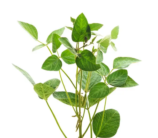 Photo of Soybean stem with leaves and pods.