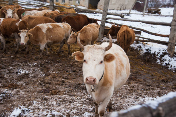 istock Cows on a farm in the winter 1191270407
