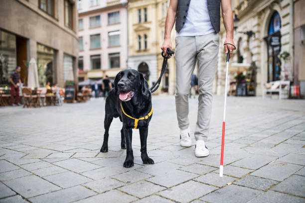 Unrecognizable young blind man with white cane and guide dog in city. Unrecognizable young blind man with white cane and guide dog walking on pavement in city. service dog stock pictures, royalty-free photos & images