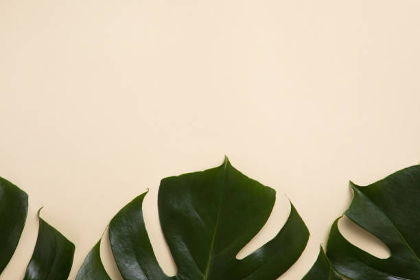 istock Creative tropical green leaves layout, nature spring concept. Flat lay. 1191270805