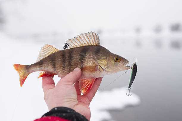 istock Perch in fisherman's hand 119127259