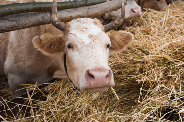 istock Cows on a farm in the winter 1191273484
